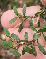 Coprosma colensoi