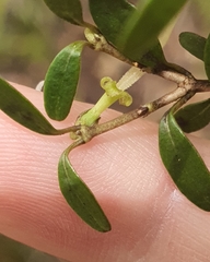 Coprosma colensoi