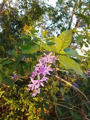Petrea