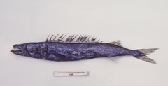 Promethichthys prometheus