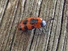 Episcaphula australis