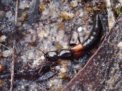 Thyreocephalus