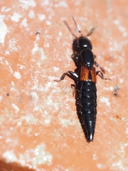 Thyreocephalus