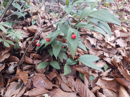 Mekolisna veprina (Ruscus hypoglossum)