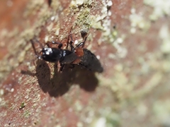 Thyreocephalus
