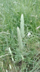 Phalaris minor