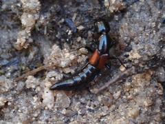 Thyreocephalus