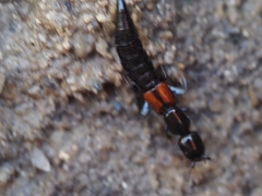 Thyreocephalus