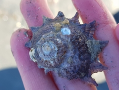 Astraea heliotropium