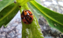 Cheilomenes sexmaculata