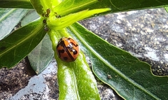 Cheilomenes sexmaculata