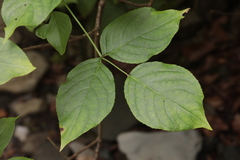 Staphylea colchica
