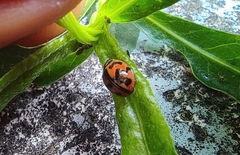 Cheilomenes sexmaculata