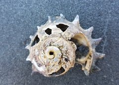 Astraea heliotropium