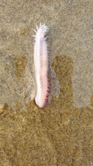 Hartmanonuphis pectinata