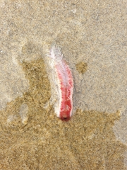 Hartmanonuphis pectinata