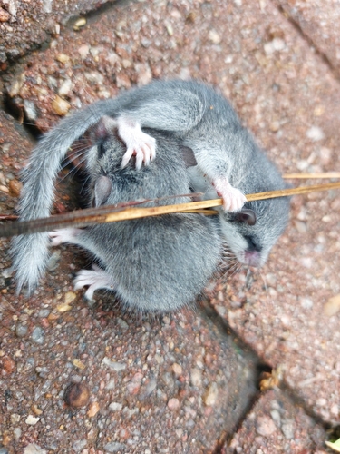 Forest African Dormouse (Graphiurus murinus)