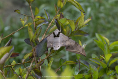 Ambulyx sericeipennis