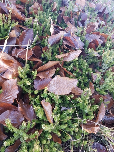 vresovec mäsový (Erica carnea)