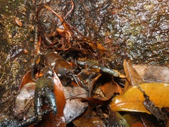 Euastacus urospinosus