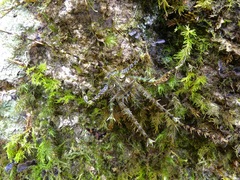 Phricta aberrans