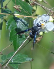 Xenorhynchium nitidulum