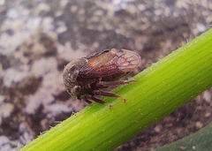 Membracidae