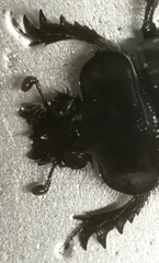 Ceratophyus hoffmannseggi