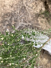 Olearia ericoides