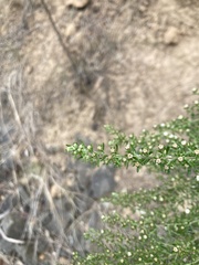 Olearia ericoides