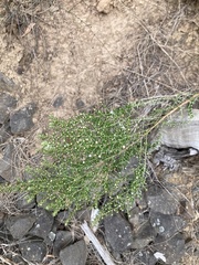 Olearia ericoides