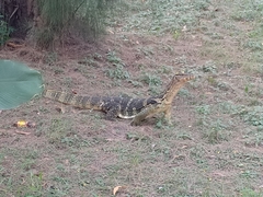 Varanus salvator macromaculatus