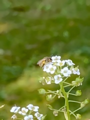 Lasioglossum pilosum