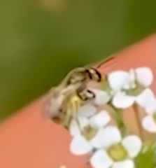 Lasioglossum pilosum
