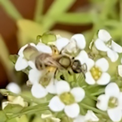 Lasioglossum pilosum