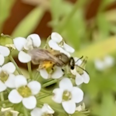 Lasioglossum pilosum