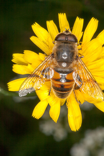 Srutinė žiedmusė nuotrauka