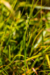 Aspidoglossum gracile