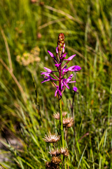 Disa nervosa