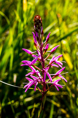 Disa nervosa
