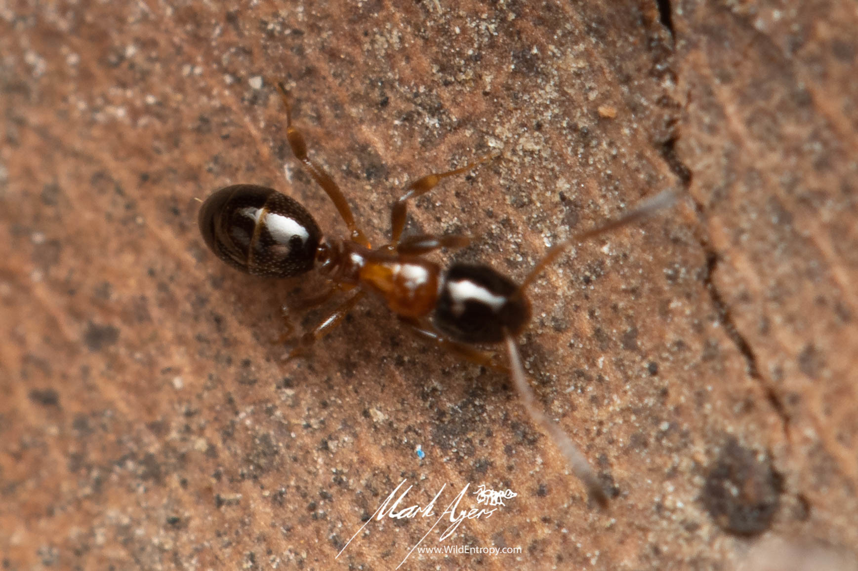 Stigmacros epinotalis
