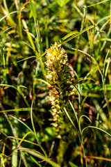 Habenaria lithophila