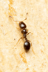 Monomorium sydneyense