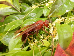 Polistes gigas