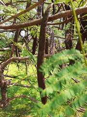 Delonix regia image