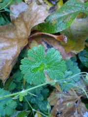 Geranium pyrenaicum