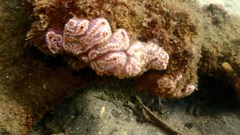 Botrylloides leachii