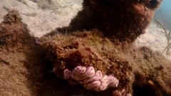 Botrylloides leachii