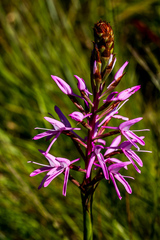 Disa nervosa