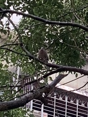 Streptopelia chinensis